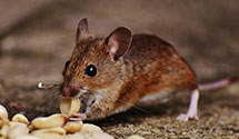 24 Hour & Emergency Exterminators in Van Nuys, CA